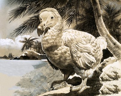 Mysteriefuglen fra Mauritius (The Dodo) av English School