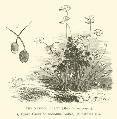Nardoo-planten, Marsilea macropus av English School