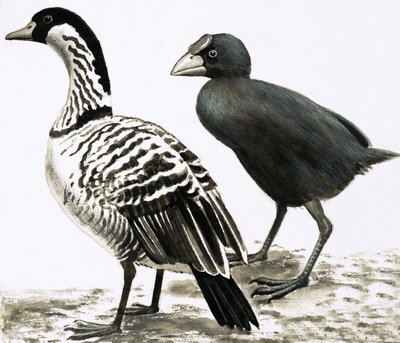 Ne-Ne eller hawaiisk gås og takahe-fugl av English School