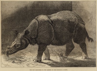 Det nye neshornet i hagene til Zoologisk forening (gravering) av English School