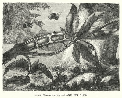 Osmia aurulenta og reiret (gravering) av English School