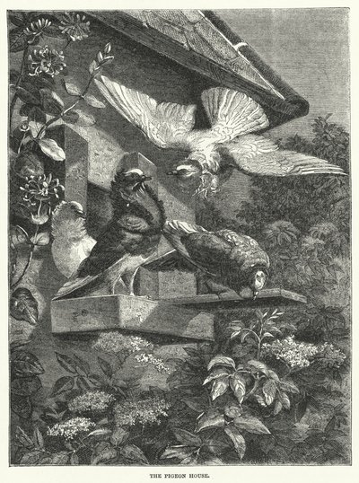 The Pigeon House (gravering) av English School