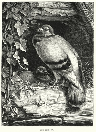The Pigeons (gravering) av English School