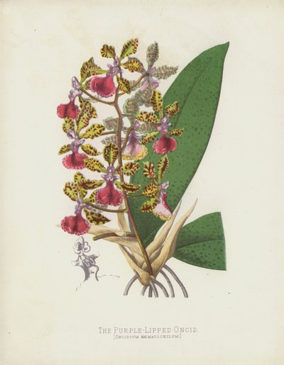 Den lilla-leppede onciden, Oncidium Haematochilum av English School
