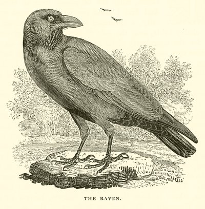 The Raven (gravering) av English School