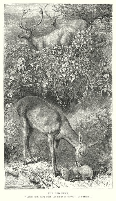 Rødhjorten (gravering) av English School