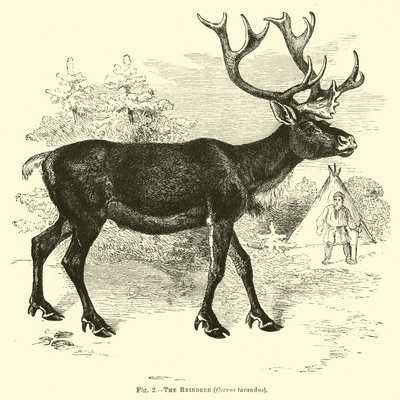 Reinsdyret, Cervus tarandus av English School