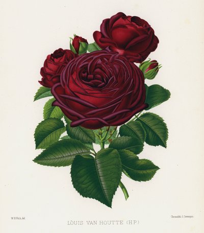 Rosehagen: Louis Van Houtte, HP av English School