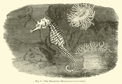 Sjøhesten, Hippocampus brevirostris av English School