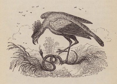 The Secretary Bird (gravering) av English School