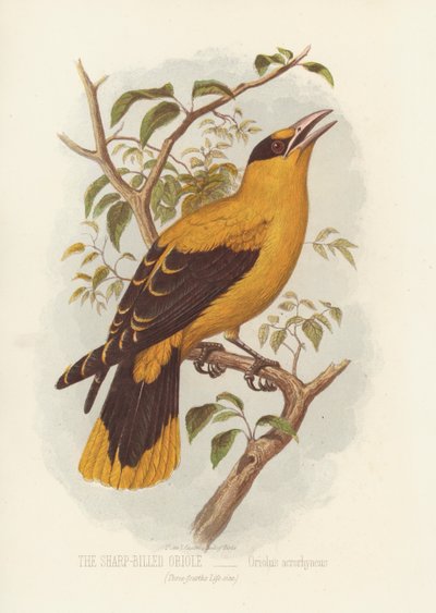 The Sharp-Billed Oriole, Oriolus Acrorhyncus (farge litho) av English School