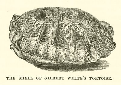 Skallet til Gilbert Whites skilpadde (gravering) av English School
