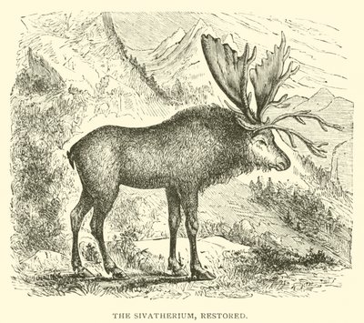 Sivatherium, restaurert (gravering) av English School