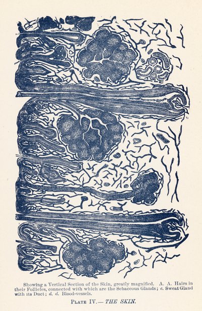 Huden (farge litho) av English School