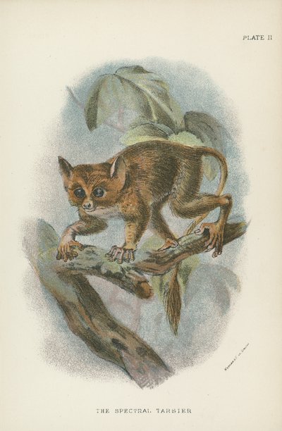 Den spektrale Tarsier av English School