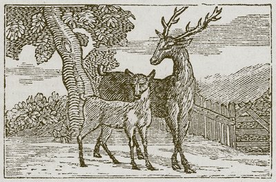 Hjorten og rådyret (gravering) av English School