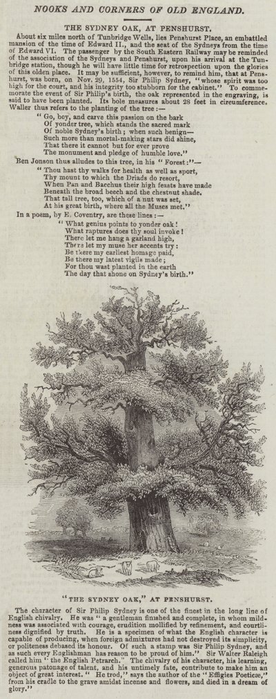 Sydney Oak, ved Penshurst (gravering) av English School