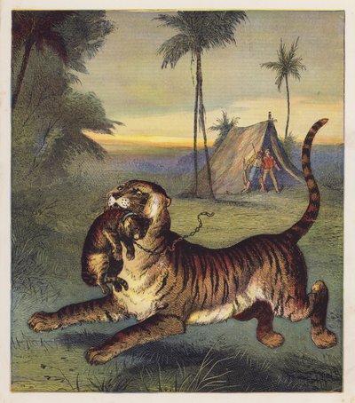 Tigerungen (fargelitografi) av English School