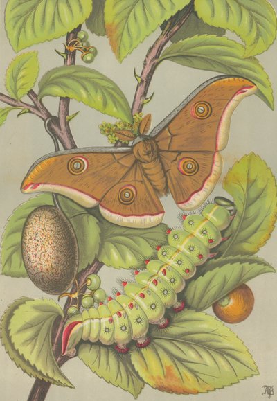 Tussar-silkeormen i India (farge litho) av English School