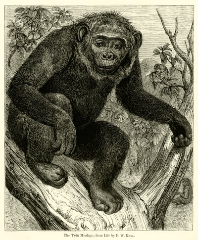 The Twin Monkeys, fra Life (gravering) av English School