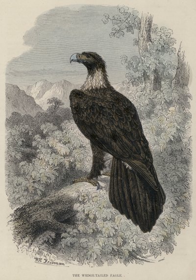 The Wedge-Tailed Eagle (farget gravering) av English School
