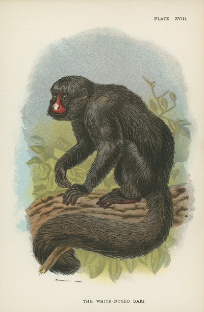 The White-Nosed Saki av English School