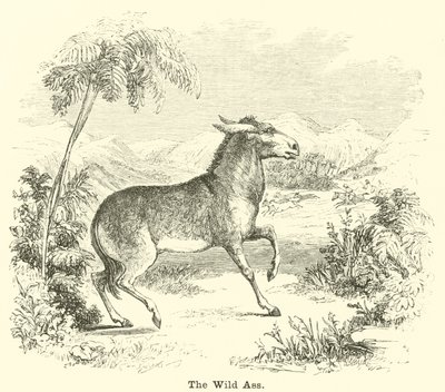 The Wild Ass av English School