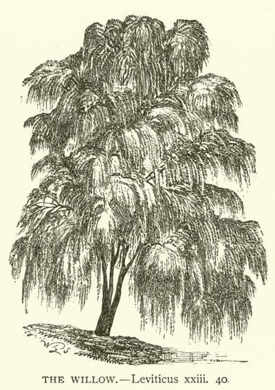 The Willow, Leviticus, xxiii, 40 (gravering) av English School