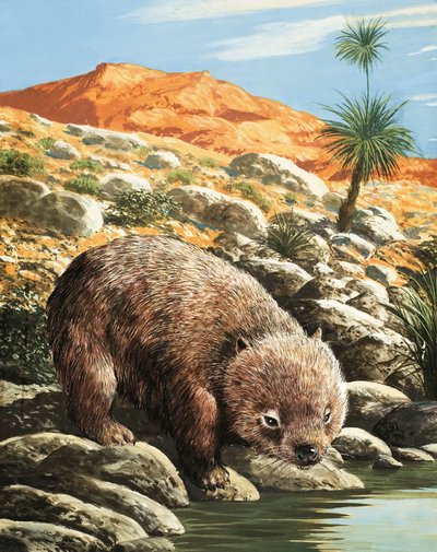 Der Wombat von English School