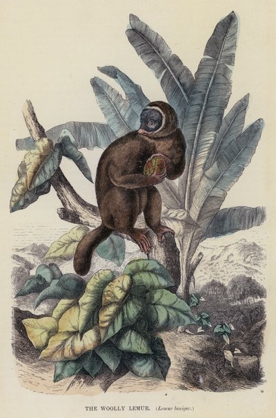 The Woolly Lemur, Lemur laniger (farget gravering) av English School