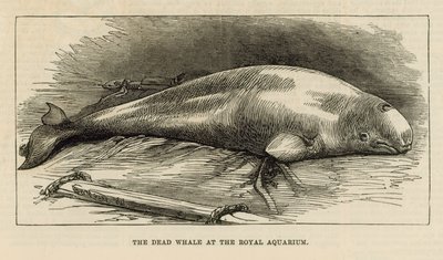 Den døde hvalen ved Royal Aquarium av English School