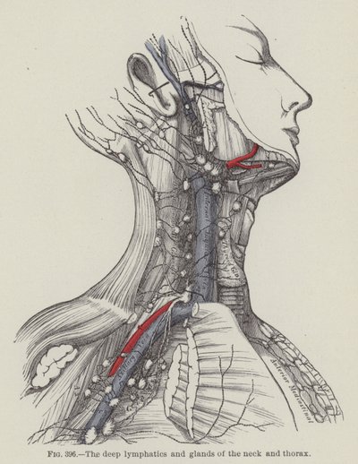 De dype lymfene og kjertlene i nakken og thorax (gravering) av English School