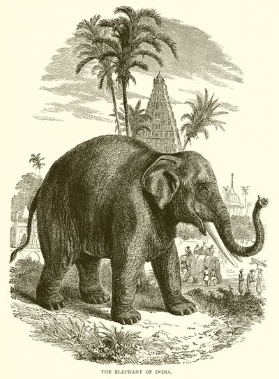 Elefanten i India av English School