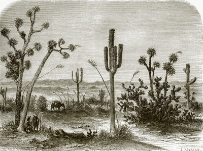 Den gigantiske cereus av English School