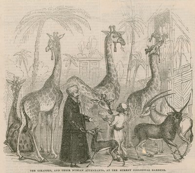 Die Giraffen und ihre nubischen Betreuer von English School