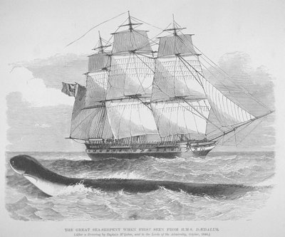 Den store sjøormen først sett fra HMS Daedalus i 1848, ca. 1848 (gravering) av English School