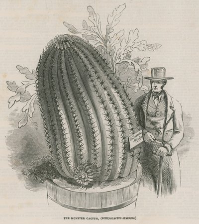 Monsterkaktusen (Echinocactus stainesh) ved Royal Gardens, Kew, London av English School