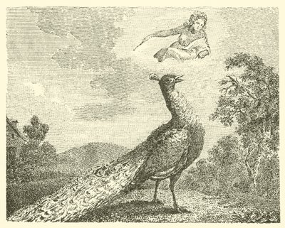 Påfuglens klage (gravering) av English School