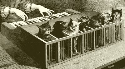 Pianoet til katter av English School