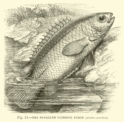 Den såkalte klatreabboren, Anabas scandens av English School