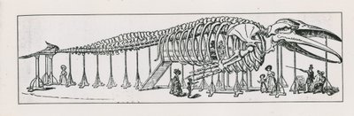 Hele skjelettsalongen på Charing Cross av English School