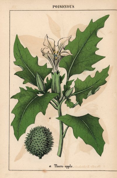 Tornet eple med hvite blomster og piggete frukter.   , fra "The Instructive Picturebook, or Lessons from the Vegetable World," [Charlotte Mary Yonge], Edinburgh av English School