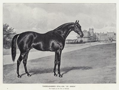 Fullblodshingst "St Simon" (litho) av English School