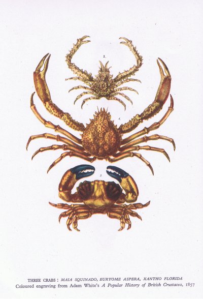 Tre krabber, Nature in Britain utgitt av Collins av English School