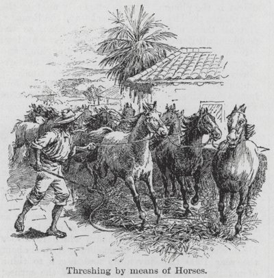 Dreschen mit Pferden (Gravur) von English School