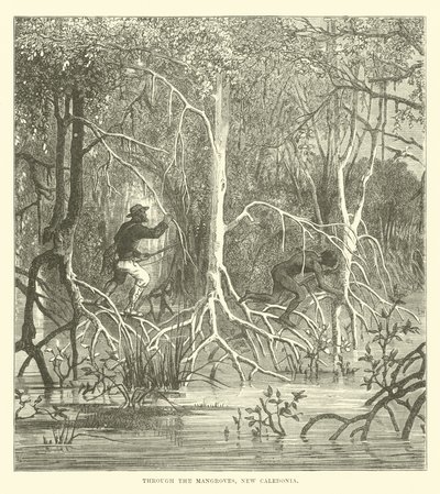 Gjennom mangrovene, Ny-Caledonia av English School