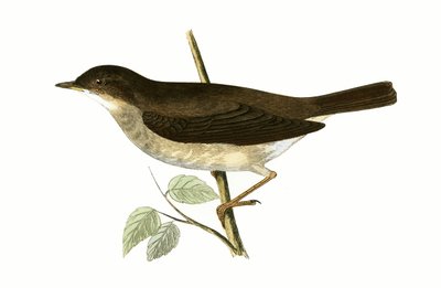 Thrush Nightingale, illustrasjon fra 