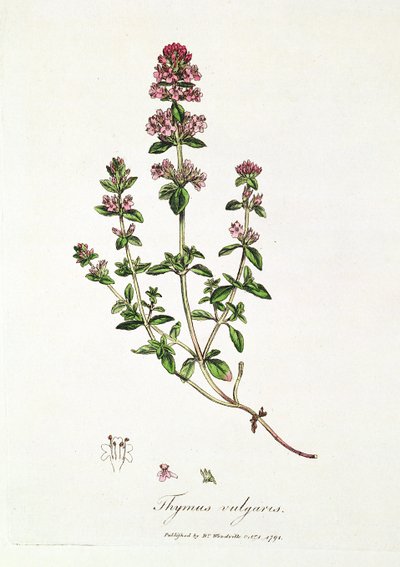 Timian, Thymus vulgaris, utgitt av Dr. Woodville av English School