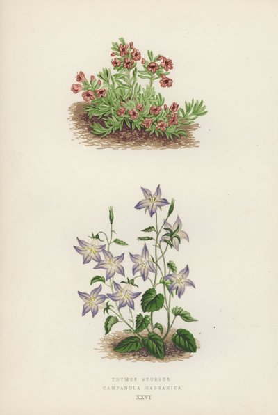 Thymus Azureus; Campanula Garganica (fargelitografi) av English School