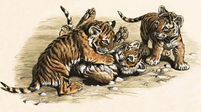 Tigerunger av English School